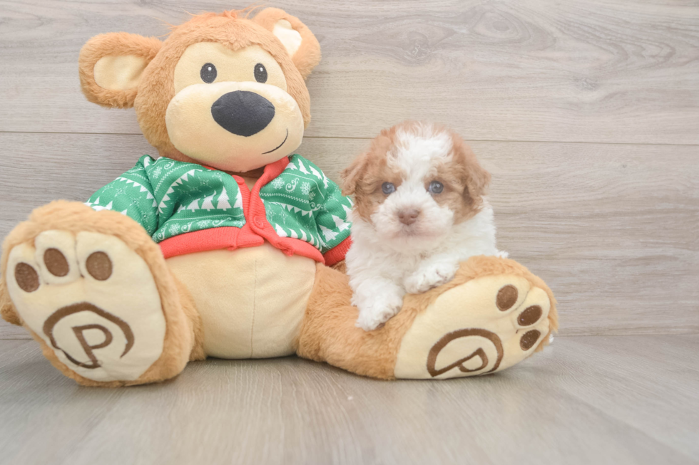 Havapoo Puppy for Adoption