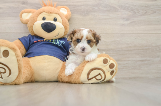 Smart Havapoo Poodle Mix Pup
