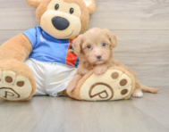 7 week old Havapoo Puppy For Sale - Windy City Pups