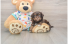 Havapoo Puppy for Adoption