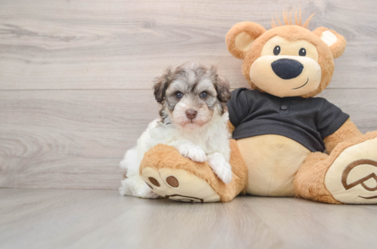 Havapoo Puppy for Adoption