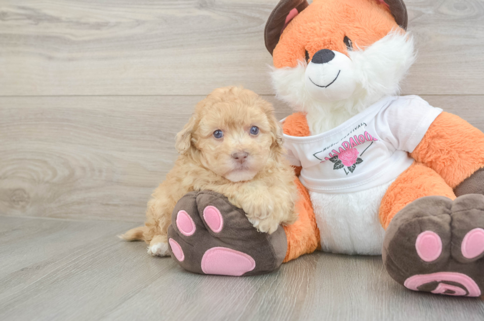 6 week old Havapoo Puppy For Sale - Windy City Pups
