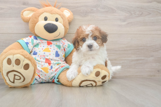 6 week old Havapoo Puppy For Sale - Windy City Pups Best Havapoo Baby