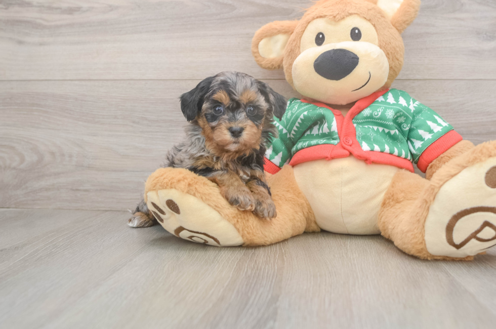 5 week old Havapoo Puppy For Sale - Windy City Pups