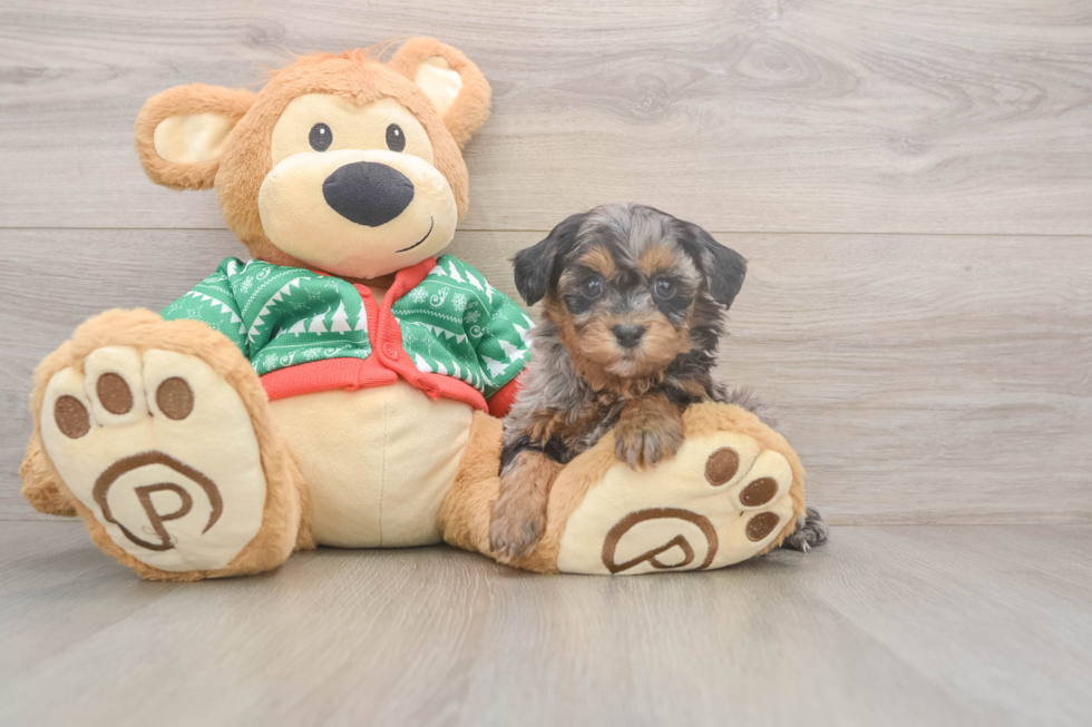 Hypoallergenic Havadoodle Poodle Mix Puppy