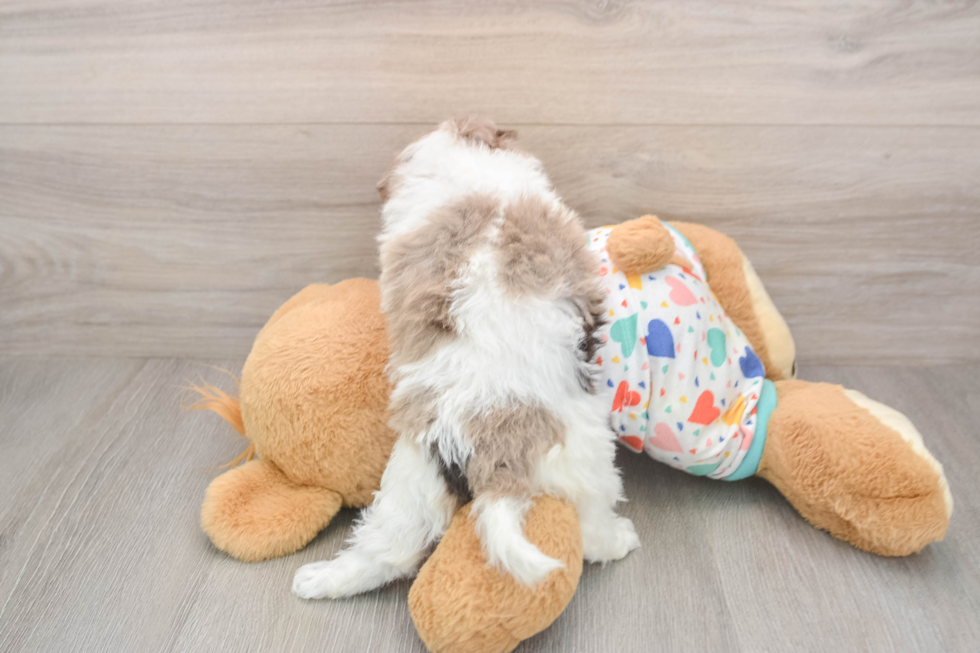 Little Havadoodle Poodle Mix Puppy