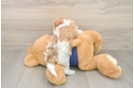 Little Havadoodle Poodle Mix Puppy
