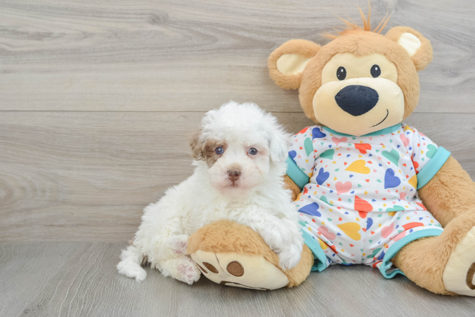 Popular Havapoo Poodle Mix Pup