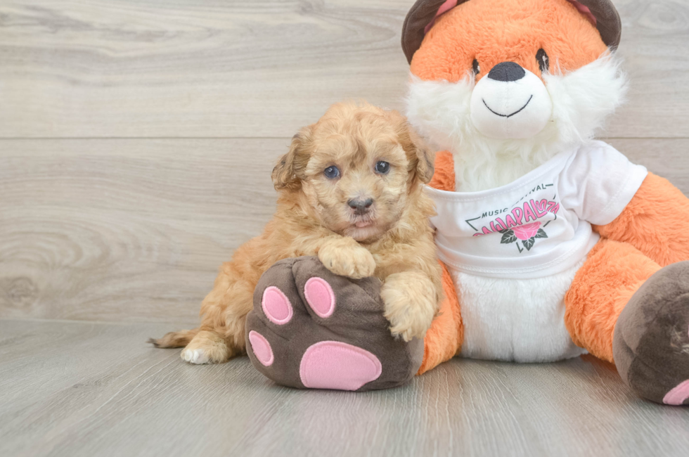 6 week old Havapoo Puppy For Sale - Windy City Pups
