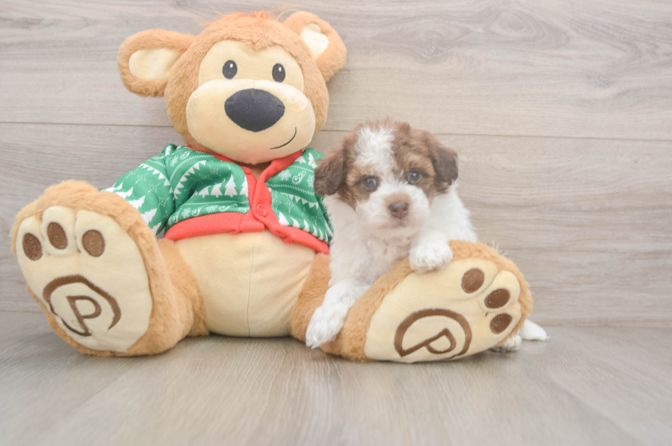 5 week old Havapoo Puppy For Sale - Windy City Pups