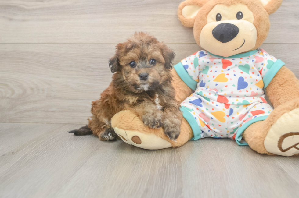 6 week old Havapoo Puppy For Sale - Windy City Pups