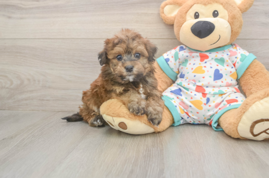 6 week old Havapoo Puppy For Sale - Windy City Pups Happy Havapoo Baby