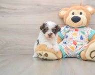 7 week old Havapoo Puppy For Sale - Windy City Pups