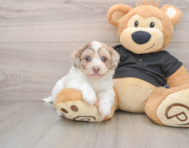 7 week old Havapoo Puppy For Sale - Windy City Pups