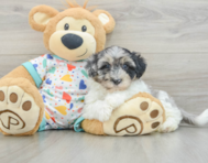 7 week old Havapoo Puppy For Sale - Windy City Pups