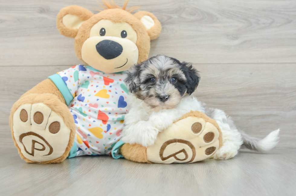 7 week old Havapoo Puppy For Sale - Windy City Pups