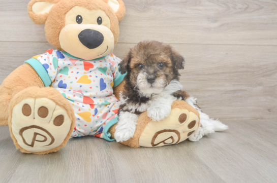 6 week old Havapoo Puppy For Sale - Windy City Pups Happy Havapoo Baby