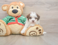 6 week old Havapoo Puppy For Sale - Windy City Pups