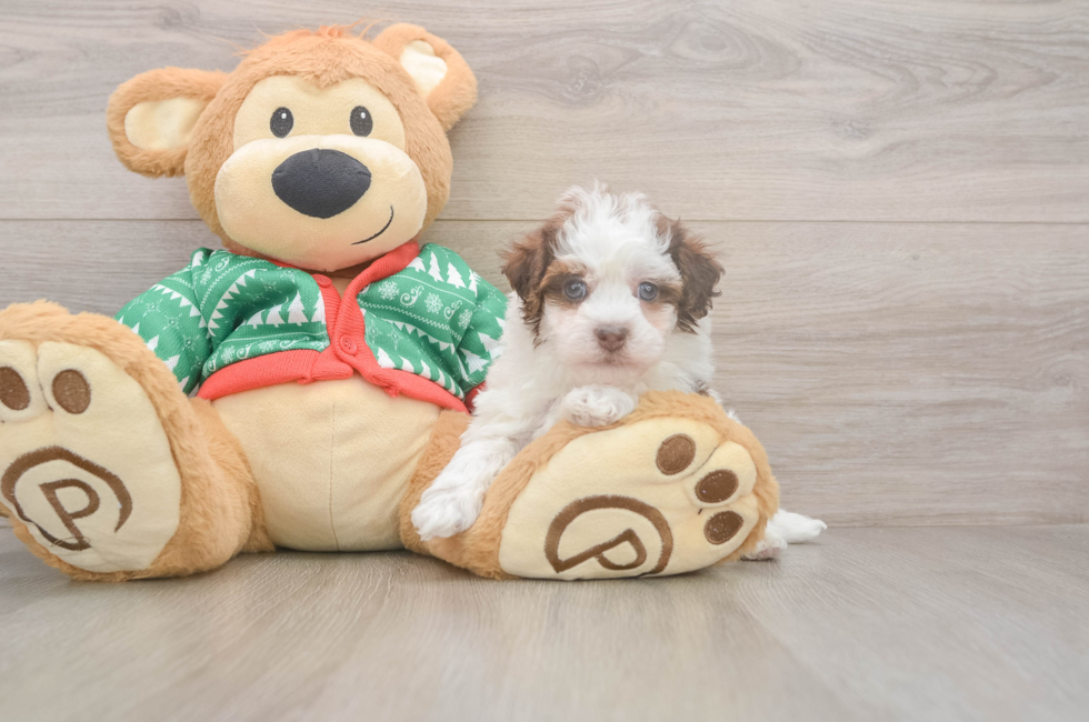 5 week old Havapoo Puppy For Sale - Windy City Pups