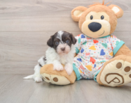 7 week old Havapoo Puppy For Sale - Windy City Pups