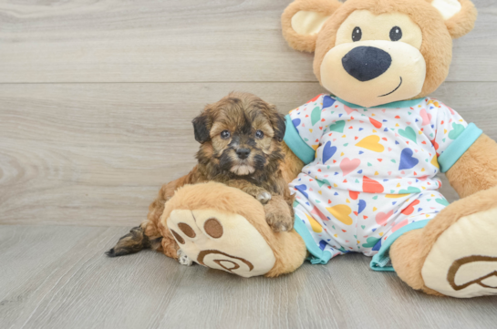 Playful Havadoodle Poodle Mix Puppy