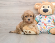 6 week old Havapoo Puppy For Sale - Windy City Pups