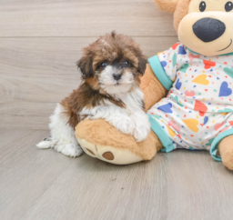 7 week old Havapoo Puppy For Sale - Windy City Pups