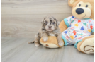 Energetic Havadoodle Poodle Mix Puppy