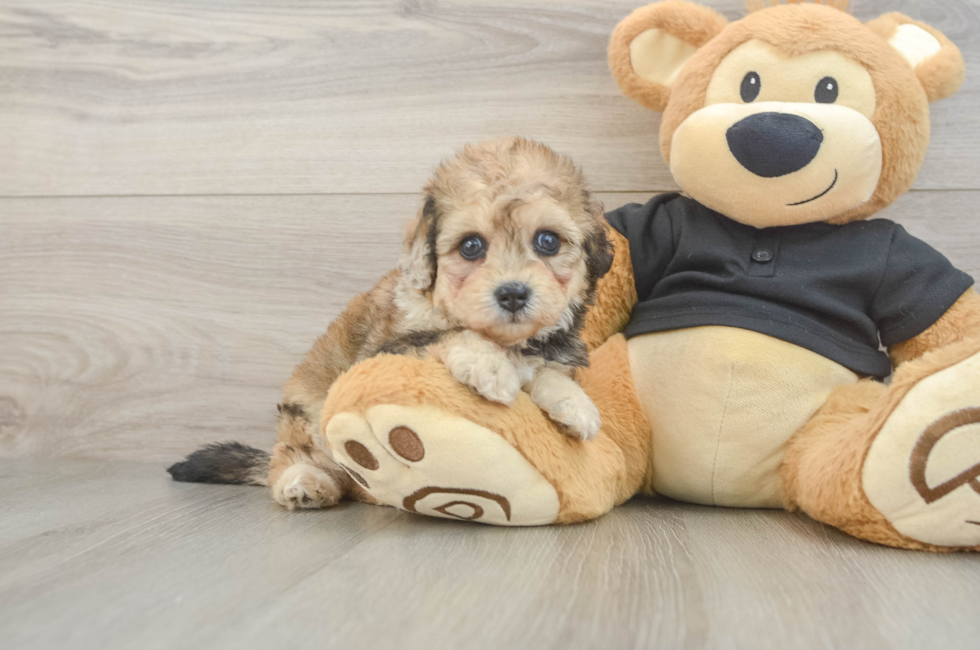 5 week old Havapoo Puppy For Sale - Windy City Pups