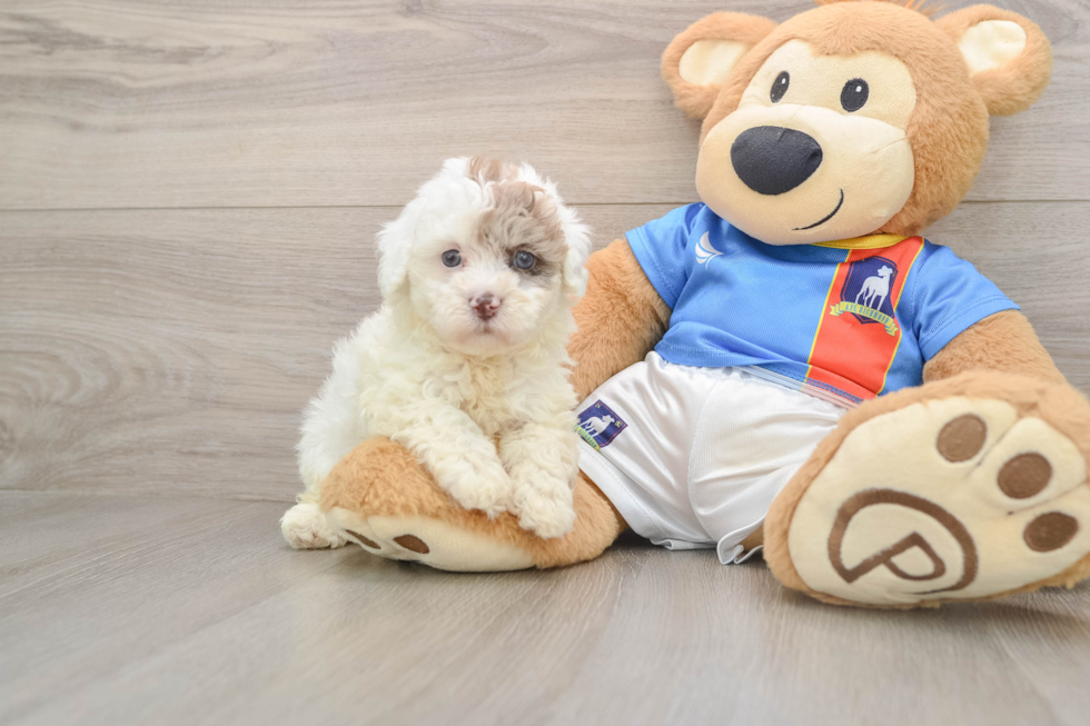 Fluffy Havapoo Poodle Mix Pup