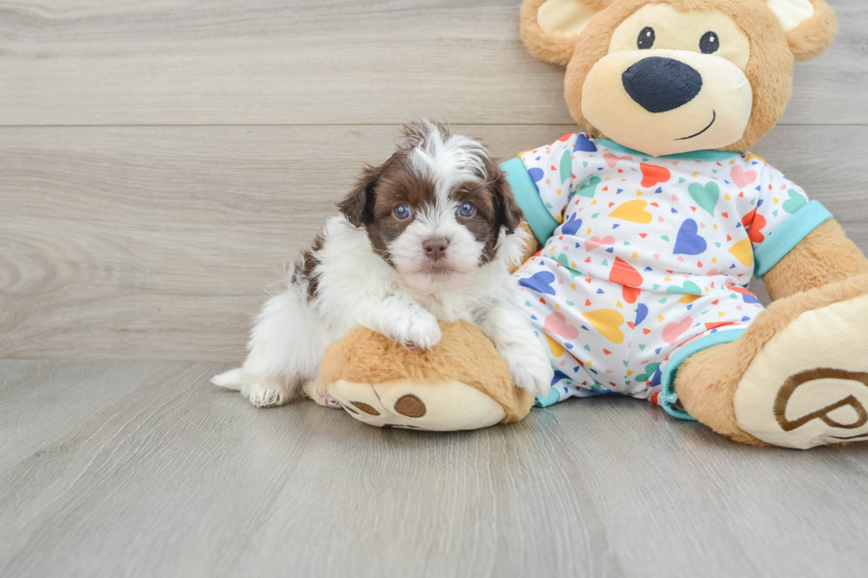 Fluffy Havapoo Poodle Mix Pup