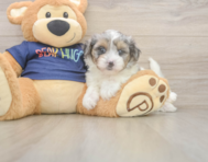 8 week old Havapoo Puppy For Sale - Windy City Pups
