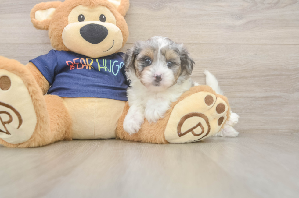 7 week old Havapoo Puppy For Sale - Windy City Pups