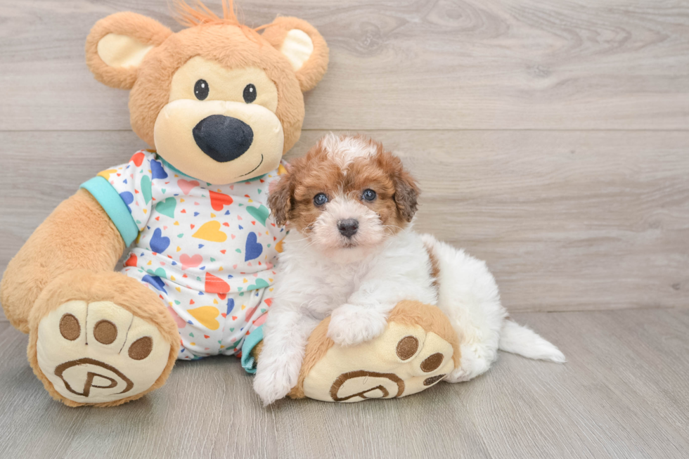 Funny Havapoo Poodle Mix Pup