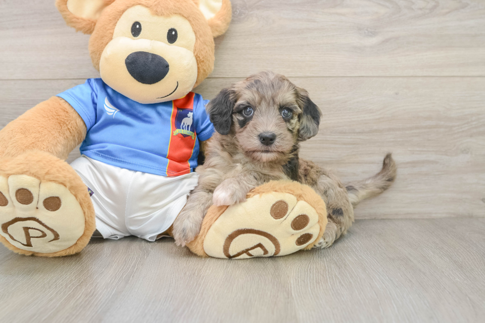 Havapoo Pup Being Cute