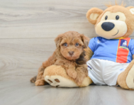 8 week old Havapoo Puppy For Sale - Windy City Pups