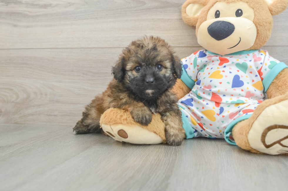 6 week old Havapoo Puppy For Sale - Windy City Pups