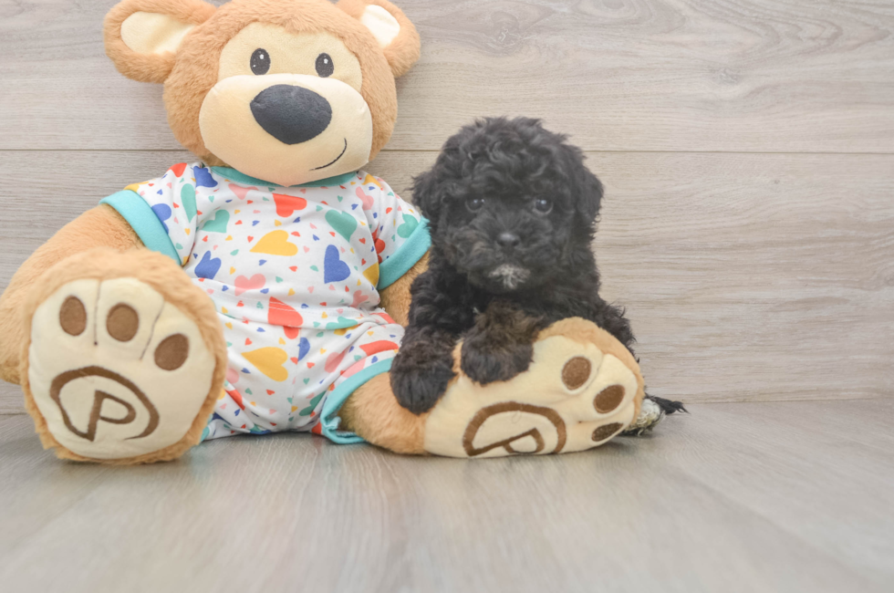 6 week old Havapoo Puppy For Sale - Windy City Pups