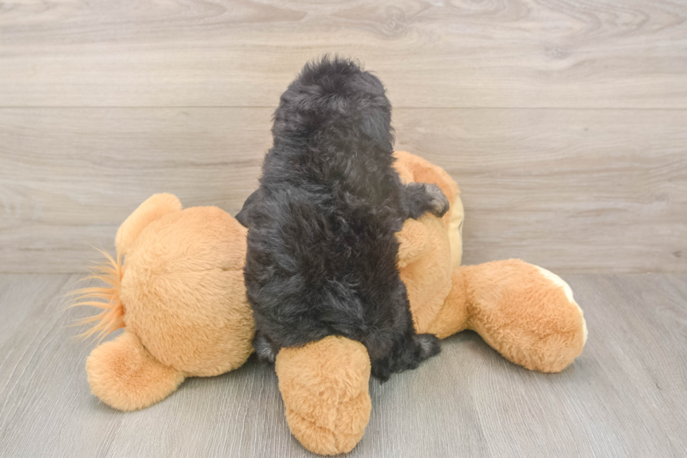 Fluffy Havapoo Poodle Mix Pup