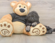 8 week old Havapoo Puppy For Sale - Windy City Pups