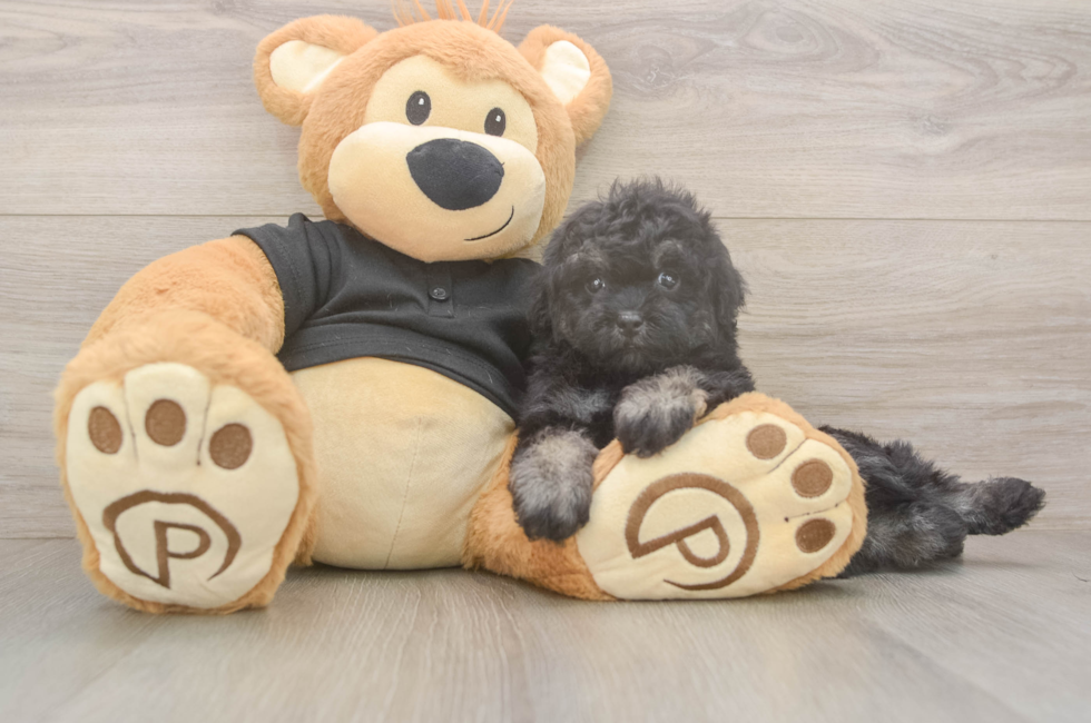 6 week old Havapoo Puppy For Sale - Windy City Pups