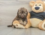 8 week old Havapoo Puppy For Sale - Windy City Pups