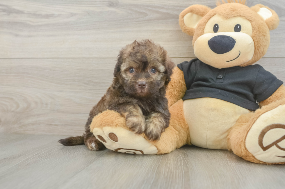 5 week old Havapoo Puppy For Sale - Windy City Pups