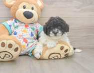 8 week old Havapoo Puppy For Sale - Windy City Pups