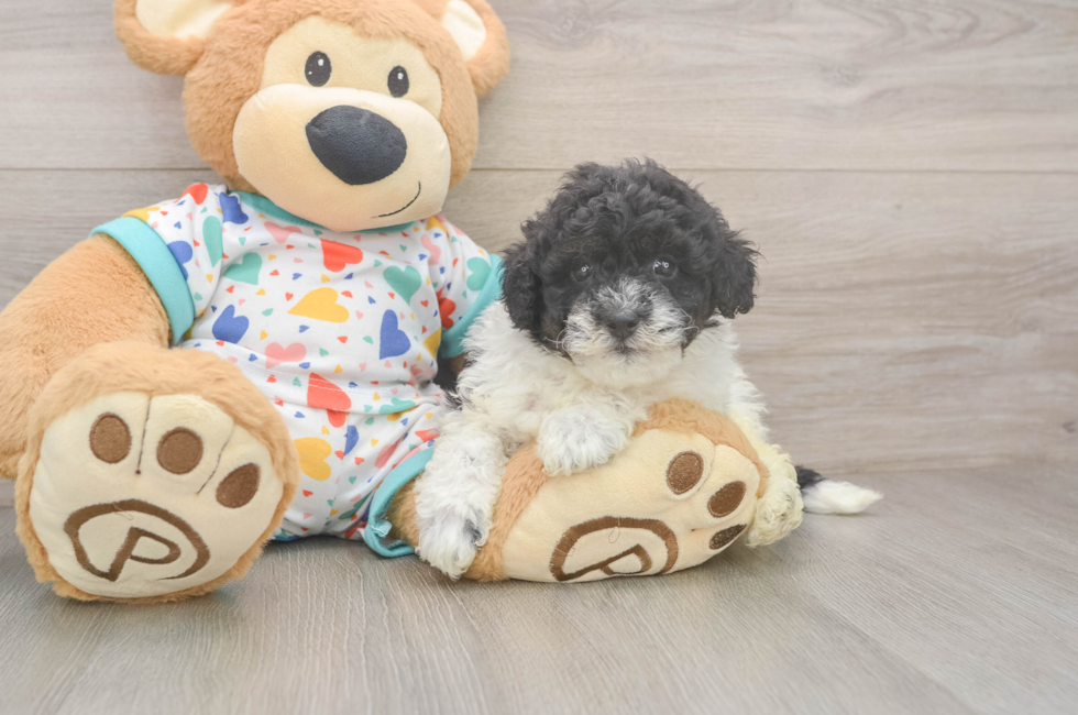 6 week old Havapoo Puppy For Sale - Windy City Pups