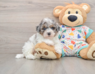 6 week old Havapoo Puppy For Sale - Windy City Pups