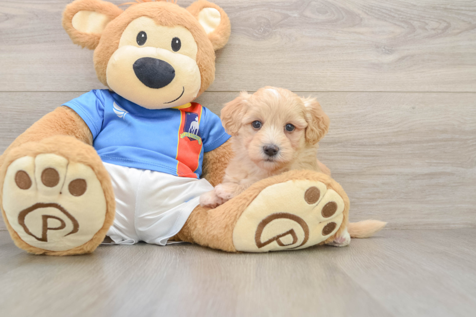 Havapoo Puppy for Adoption