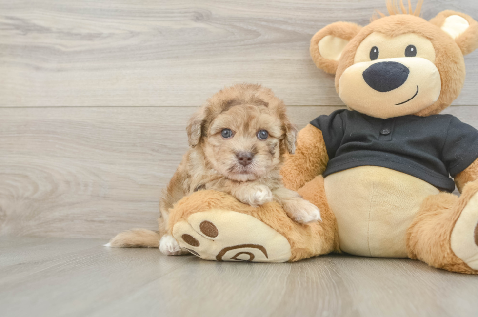 5 week old Havapoo Puppy For Sale - Windy City Pups