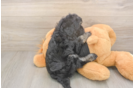 Playful Havadoodle Poodle Mix Puppy