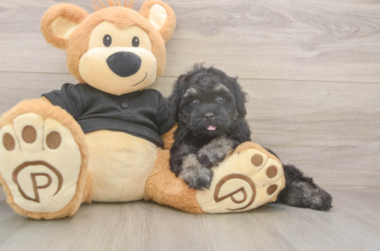 5 week old Havapoo Puppy For Sale - Windy City Pups Havapoo Pup Being Cute